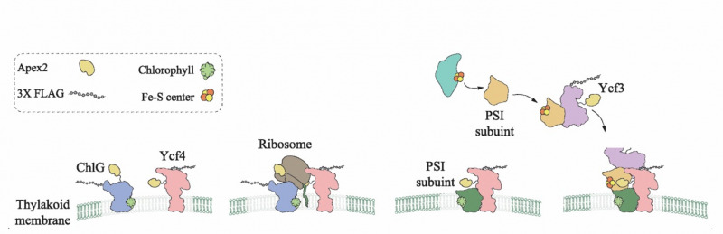 Biogenesis  and assembly